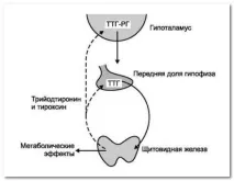 Аналізи На Гормон ТТГ (Тіреотропін) Роль в Організмі Норми, Щитовидка роль