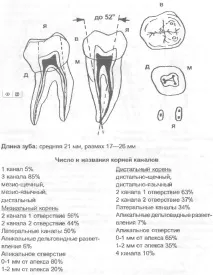 анатомия