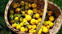 Айва японська - опис продукту на айви