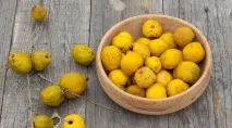 Айва японська - опис продукту на японська
