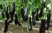 вирощування