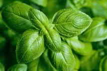 Базилік вирощування у відкритому грунті та на підвіконні вирощування