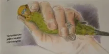 Як обрізати кігті папугу жердин