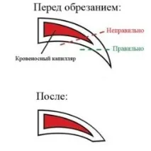 Як обрізати кігті папугу жердин