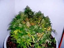 Компактний гроубокс "Бочка зелені" (Barrel Of Green) компактний
