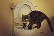 Хвороби котів, Котячі захворювання хвороби