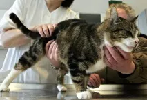 Хвороби котів, Котячі захворювання котячі