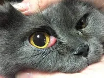 Хвороби котів, Котячі захворювання захворювання