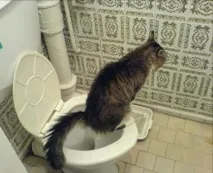 Хвороби котів, Котячі захворювання хвороби