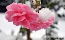 Стояла вишня біла в кольорі ~ Поезія (Лірика любовна) стояла