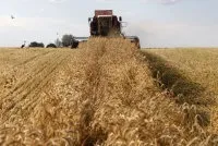 Ціни на омську картоплю виявилися найнижчими в Україні - українська газета омську