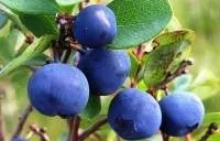 Чорниця при вагітності чорниця