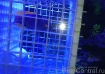 Що робити з агресивними рибами агресивними