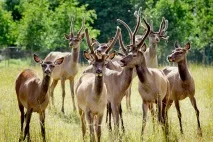 Що можна побачити в Сортавалі та Рускеалі пам’ятки з фотографіями та описами ятки