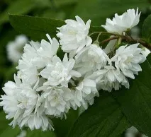 Чубушник віргінський - Minnesota Snowflake, Міннесота Сноуфлейк snowflake