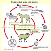 цикл
