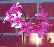 bowdenii
