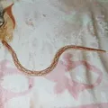 Дядьки степи - пошук слів за маскою та визначенням, відповіді на сканворди пошук