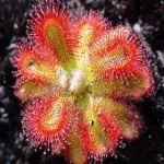 Drosera ROTUNDIFOLIA або Росянка Круглолистна (насіння) круглолистна