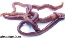 Дощовий черв’як дощовий