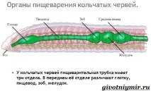 Дощовий черв’як дощового