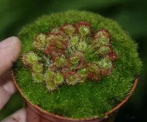 Drosera ROTUNDIFOLIA або Росянка Круглолистна (насіння) росянка