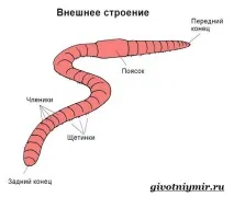 Дощовий черв’як черв