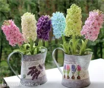 hyacinthus