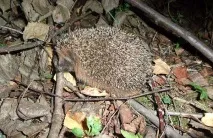 europaeus