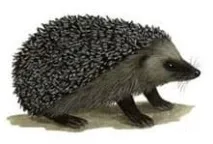 звичайний