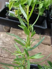 Artemisia