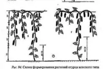 Формування огірків у теплиці (кущі, одне стебло) догляд, посадка, схема формування
