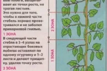 Формування огірків у теплиці (кущі, одне стебло) догляд, посадка, схема формування