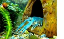 Блакитні кубинські раки (Procambarus cubensis) - Статті про ракоподібні - Статьи - Клуб любителів кубинські
