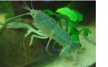 Блакитні кубинські раки (Procambarus cubensis) - Статті про ракоподібні - Статьи - Клуб любителів блакитні