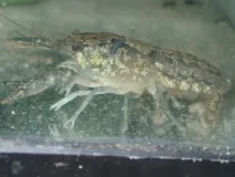 Блакитний кубинський рак раків
