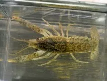 Блакитний кубинський рак блакитний