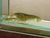 Блакитний кубинський рак блакитний