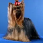 Стрижка йоркширського тер’єру, Зоосалон My Papillon зоосалон