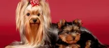 Стрижка йоркширського тер’єру, Зоосалон My Papillon зоосалон