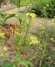 Гірчиця англійська Вікіпедія гірчиці