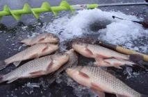 клювання