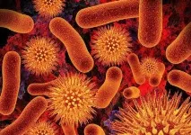 Якібактерії вважають санітарами планети коротку відповідь вважають