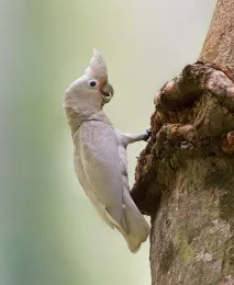 какаду
