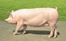 свиней