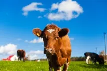Як зміниться ринок продуктів через санкції продукти