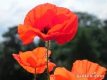 посадити
