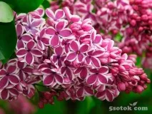 цвіли