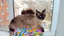 Як перевести кота на деревний наповнювач - ru_cats ru_cats