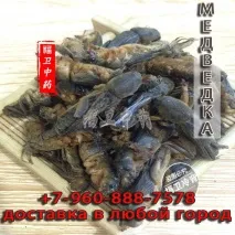 Як передається туберкульоз закритої форми, Сушена Ведмедка туберкульоз
